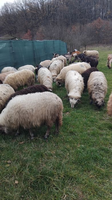 De vanzare 17 oi gestante numai mioare și strâmtoare mai multe detalii
