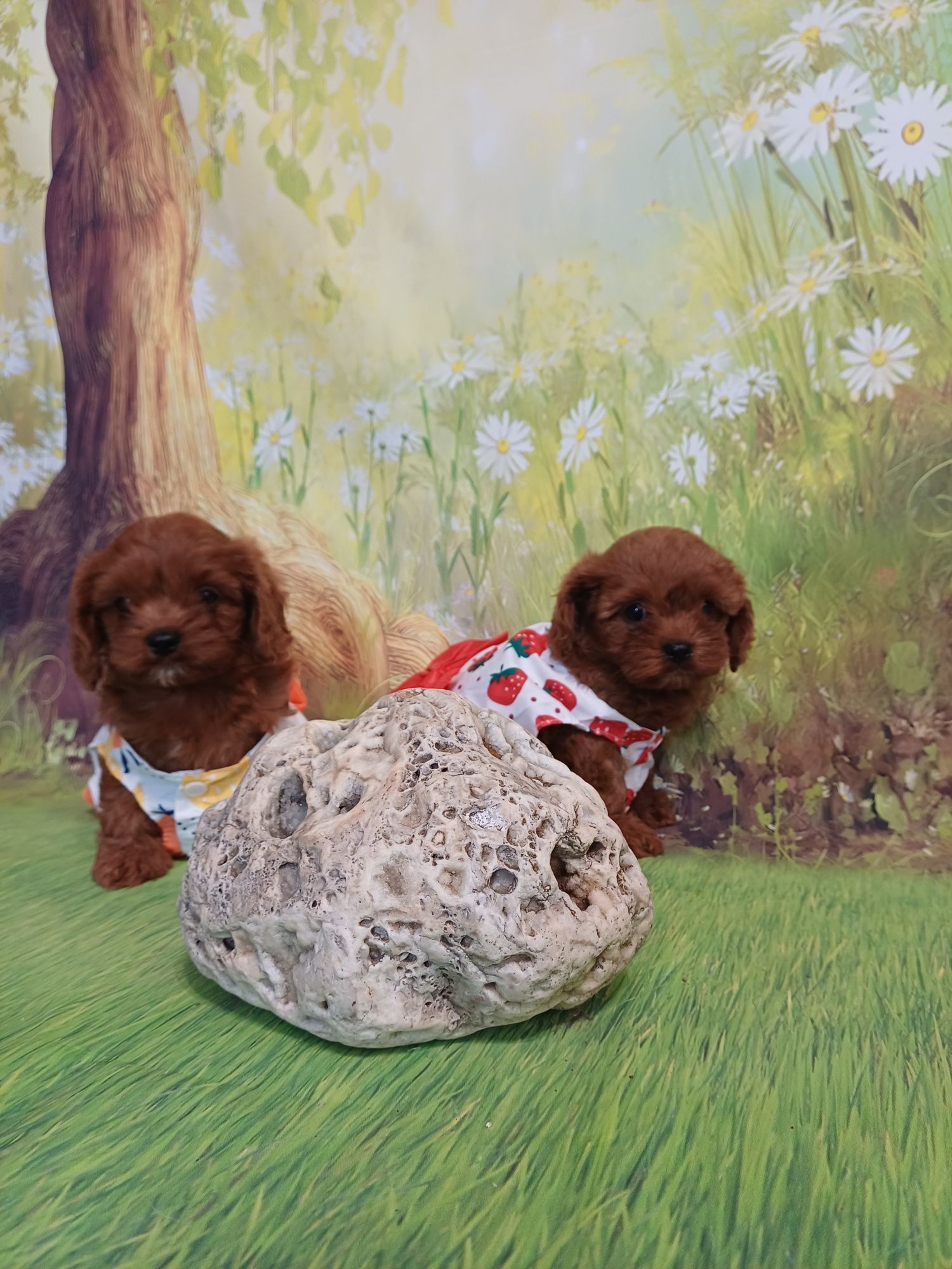Кавапу !  Cavapoo!