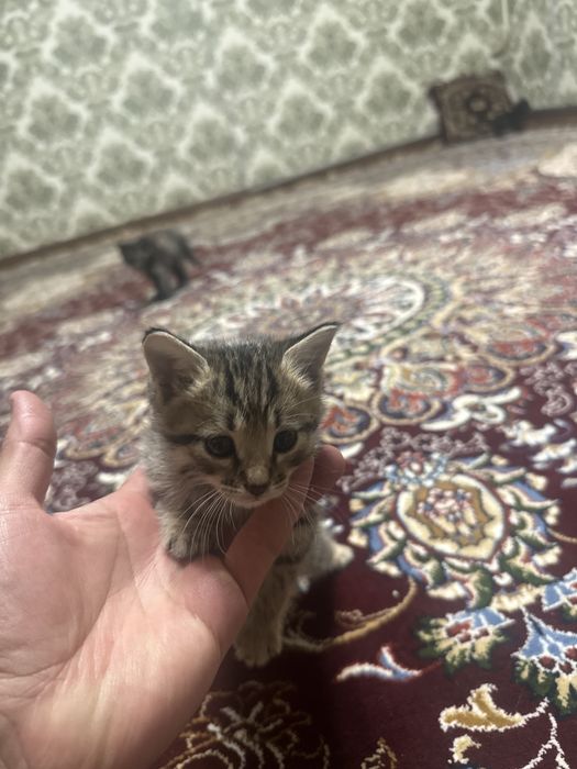 Яхши мушуклар тоза яхши қўлларга берилади