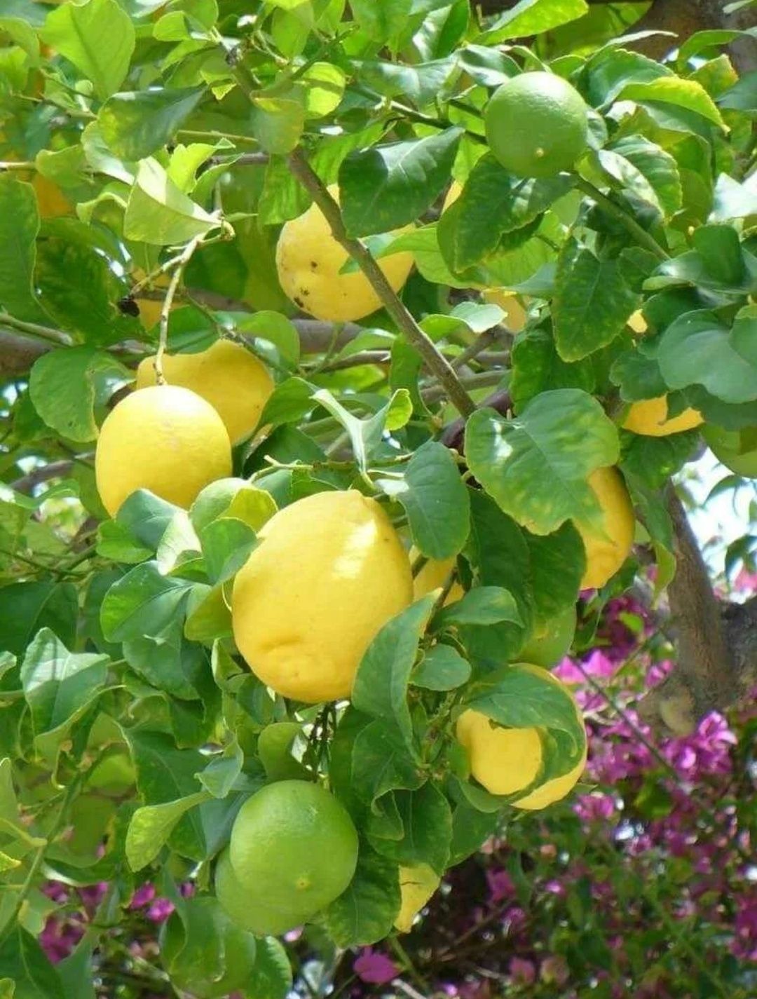Саженцы лимона в наличии