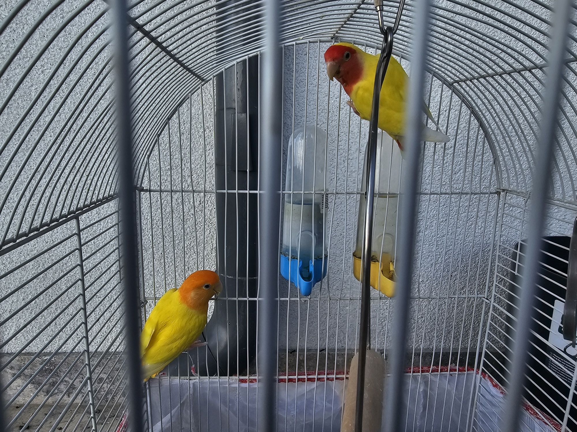 Vând papagali lovebirds