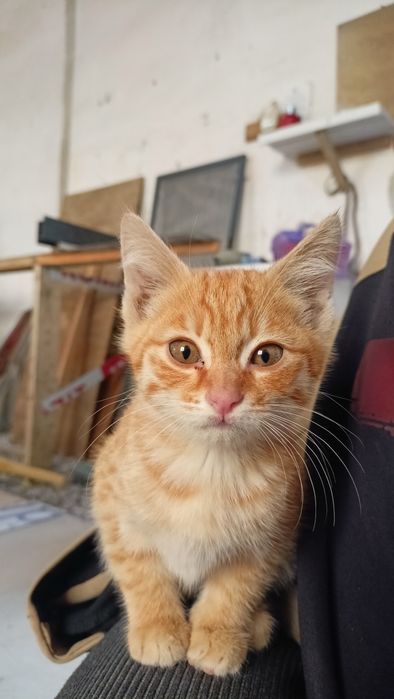 Хонаки (домашние) мушук боласи