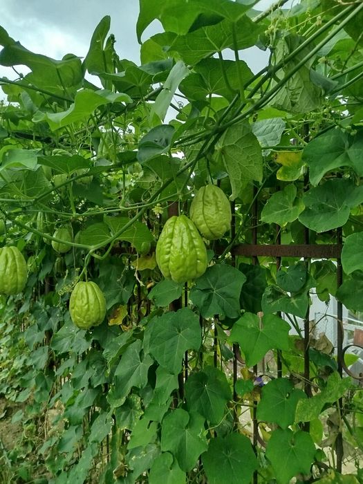 Чайот без бодли мексиканска краставица