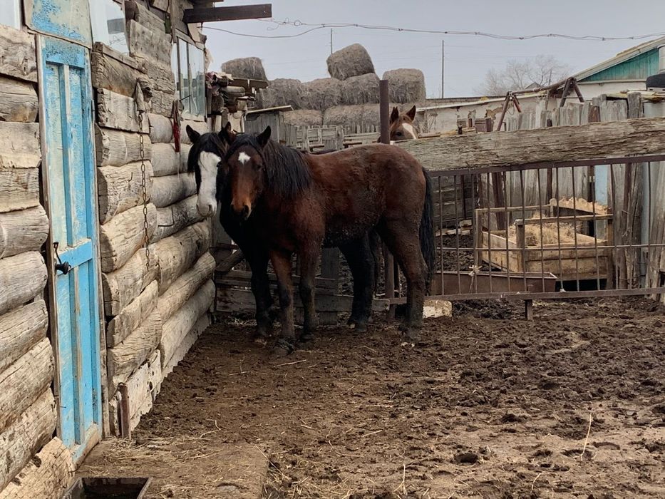 Жылқы сатылады. Продам.