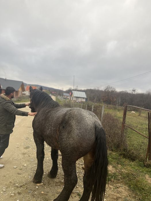 Vînd mînz de 2 ani