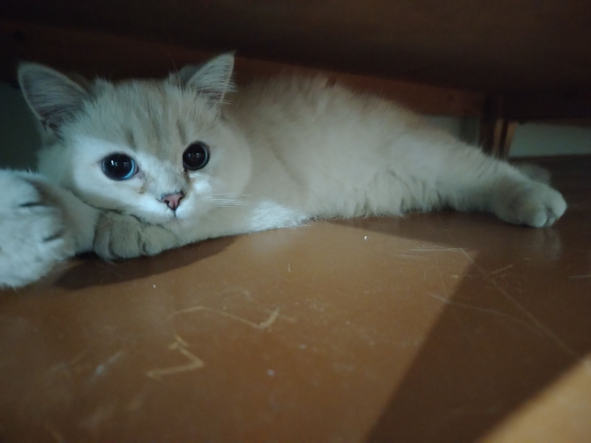 Кот с типажом коби