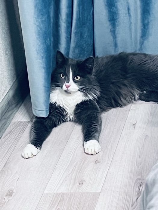 Отдам кота мальчик