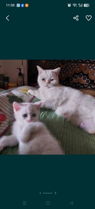 Котята ищут хозяина скотиш страйт