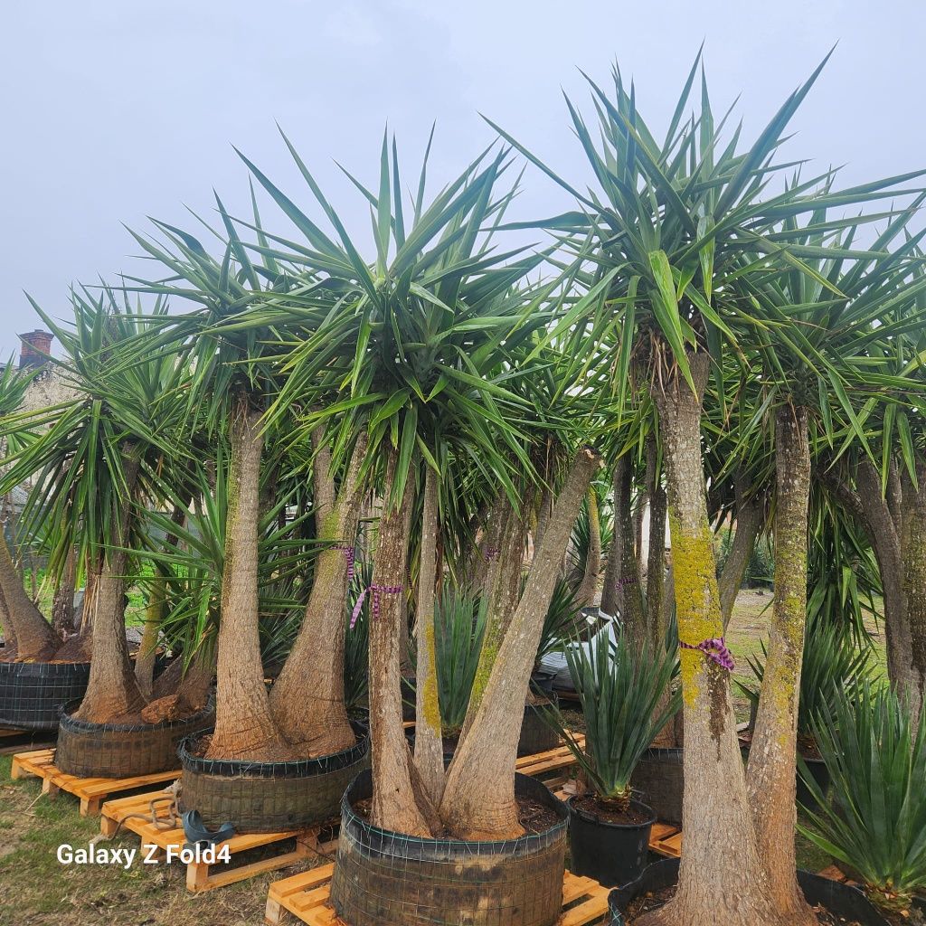 Yucca gigantea 100 pe stoc