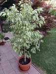Ficus Benjamina variegat