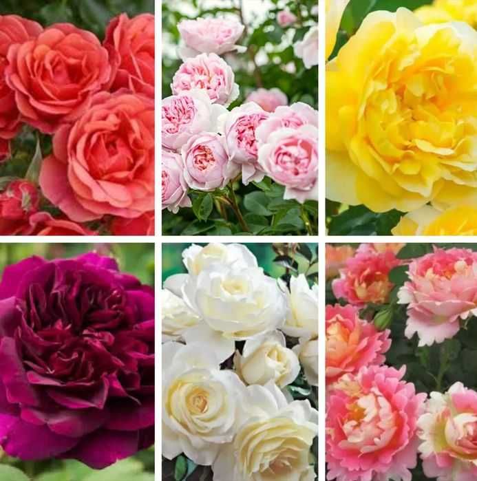 Răsad ( butas) de Trandafir de gradina, soi Gigant, foarte parfumați