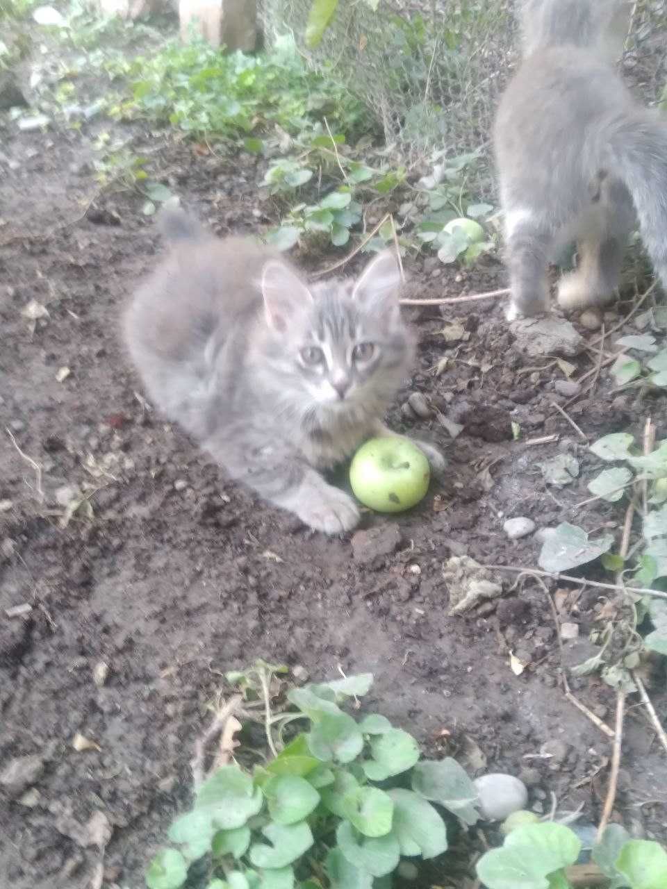 Отдам домашних, милых котята в добрые руки