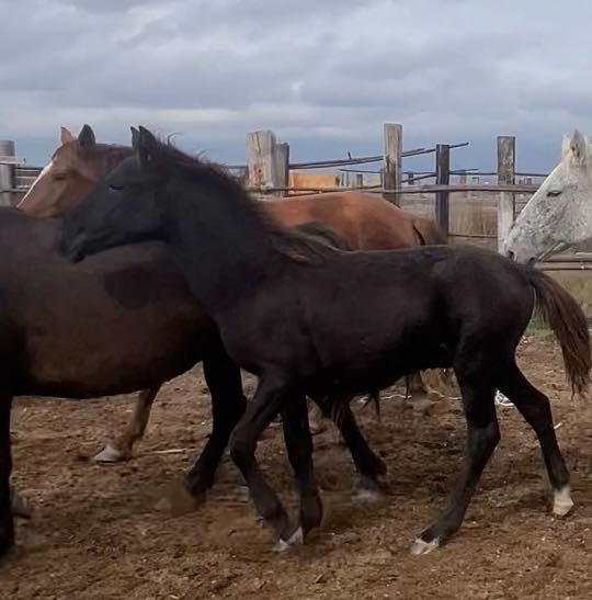 Орловский жеребёнок,Жабағы,Жорға,Иноходец,Орловский рысак