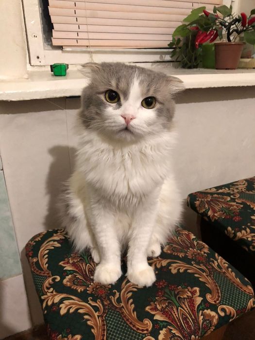 отдам кота в хорошие руки