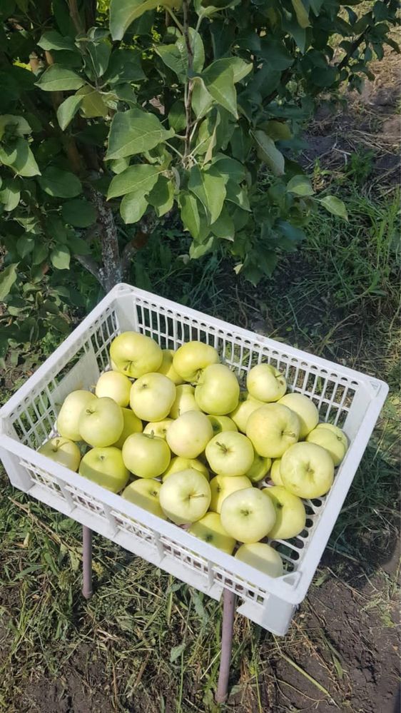 Сррчно продаю дачу в обществе Черемушки