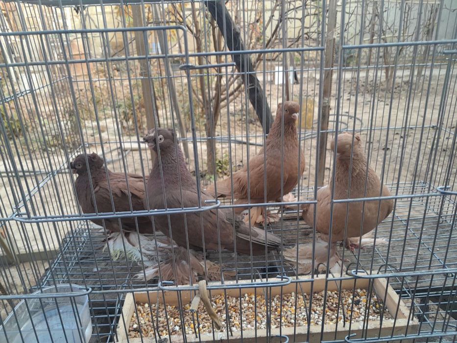 Продаются Голуби породистые