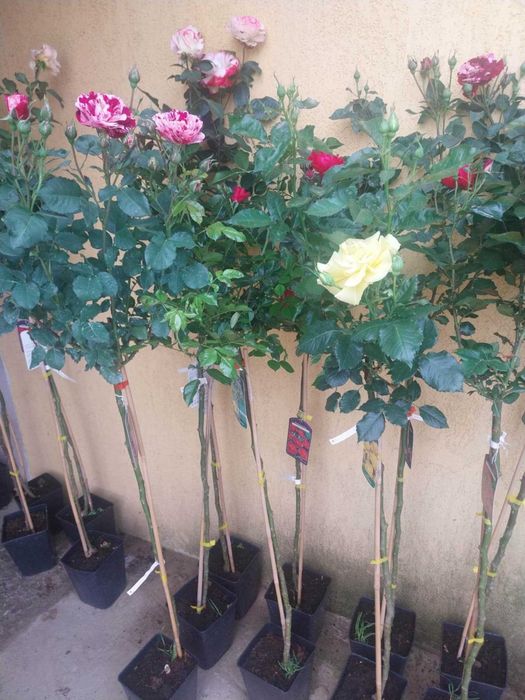 Trandafiri copac inaltime de 100-120cm