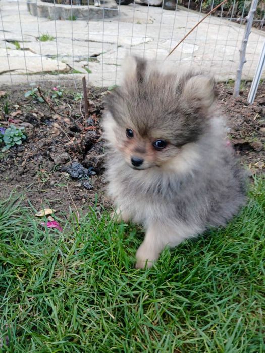 Мъжки Померанчета