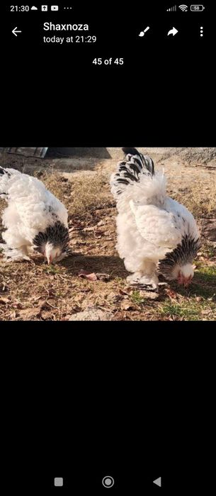 Брама товук сотилади