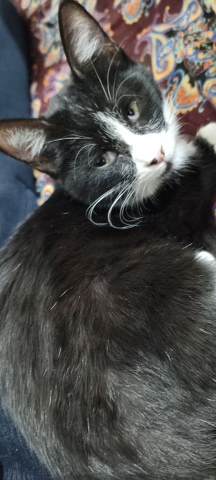 Отдам в хорошие руки