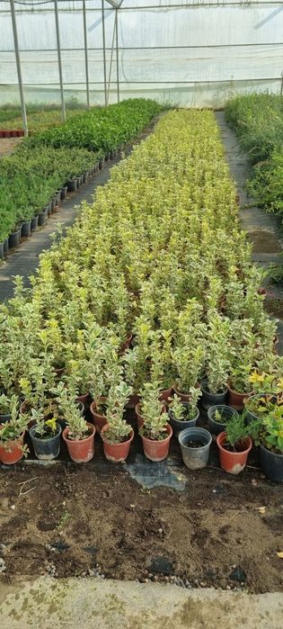 Более 10 000 видов декоративных цветов и декоративных деревьев от перв