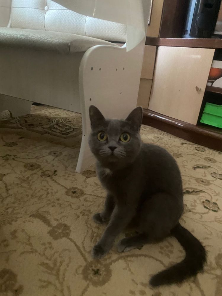 СРОЧНО кошка британка отдадим даром