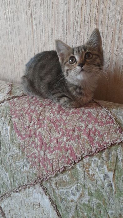 Отдам кота кошечку котенка в хорошие руки