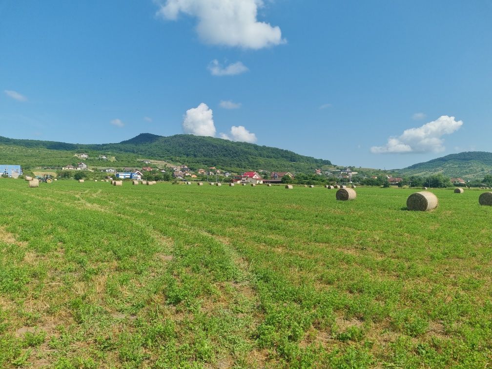 Baloti lucerna coasa 1