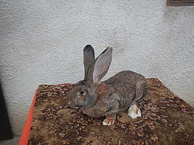 Urias german gri si gri fier -Masculi si femele