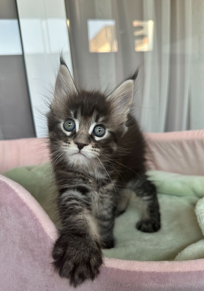 Pisica Maine Coon cu pedigree