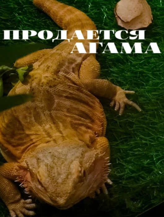 Продается ящерица, агама бородатая