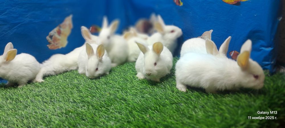 Қонақ тоза Хикол