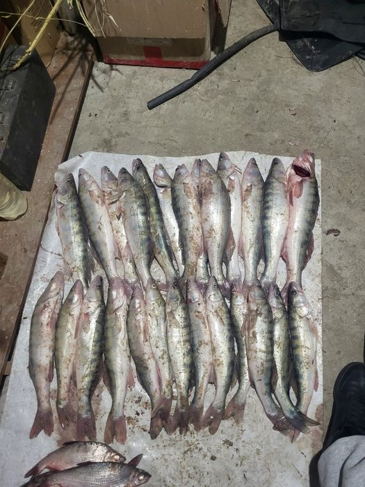 Рыба судак бльшие по 800 тенге