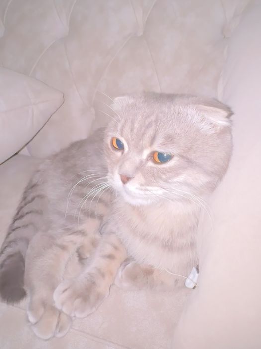 Отдается породистый кот в хорошие руки