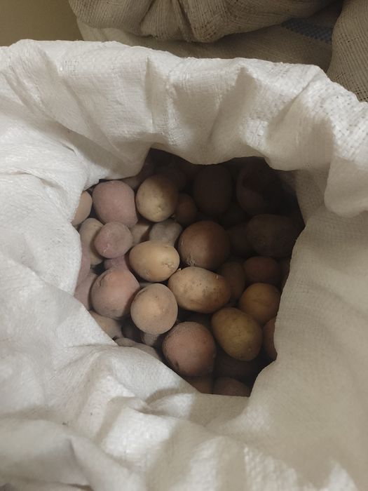 Vând cartofi de porci