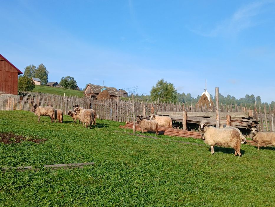 Vand sau schimb 5 oi și 4 milute