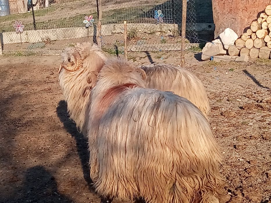 Vînd mior bucălău