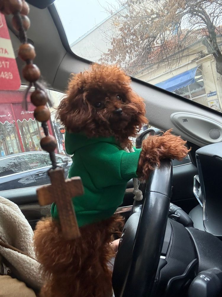 Mini toy red poodle