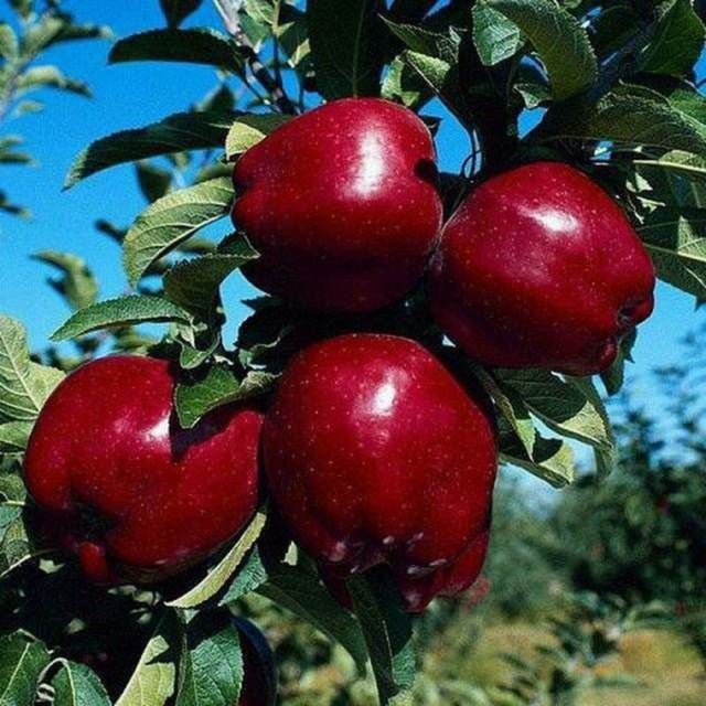 Olma kuchatlari.ishonchli tanlovda adashmang