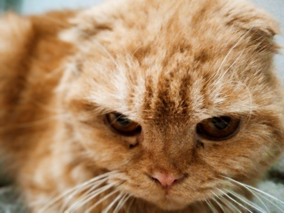 Шотландская вислоухая