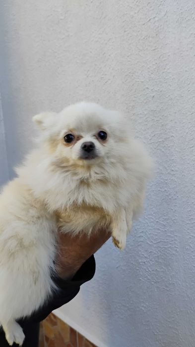 Продавам померанчета