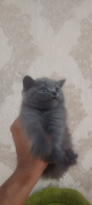 Продается котенок, порода Шотландский