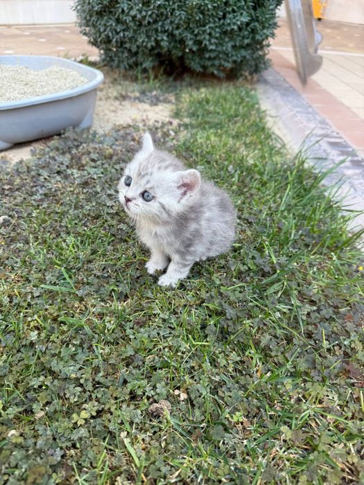 Шотландские чистокровные котята Золотая шиншилла