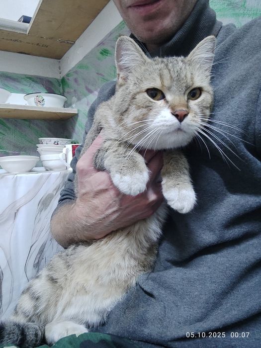 Отдам кота в добрые руки