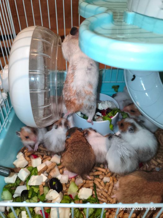 Хомяки сирийские домашний