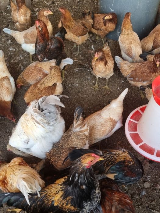 Cocoși și găini cu ouă verzi