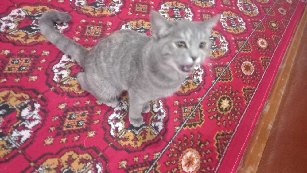 Britaniya zotli Mushuk sotilad