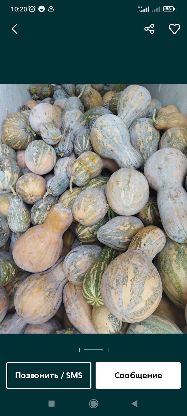 Продам тыкву мантная