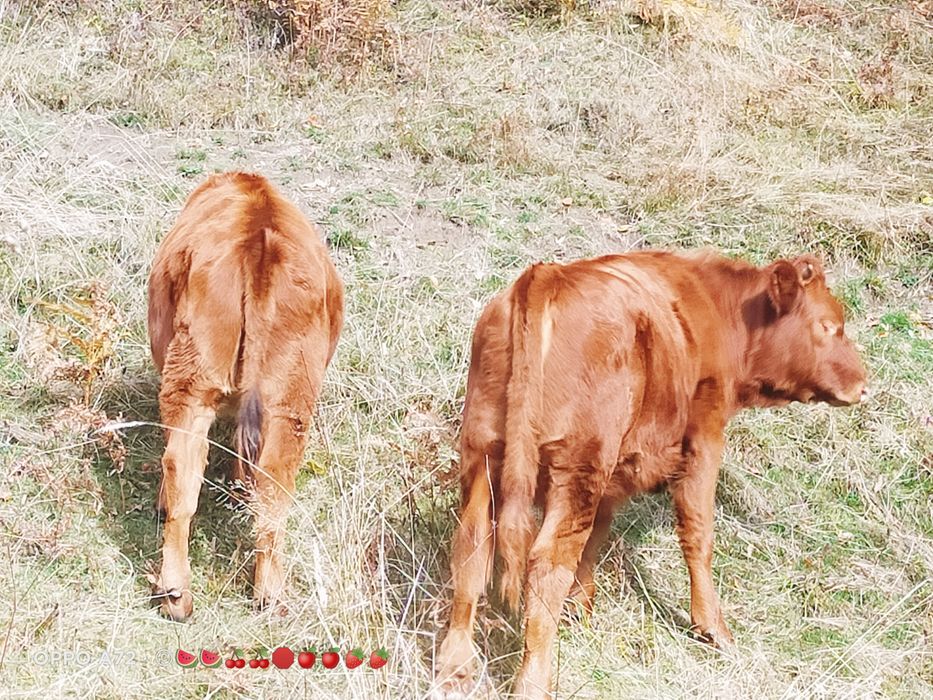 Vând viței de rasa,  angus roșu. Viței de prăsilă