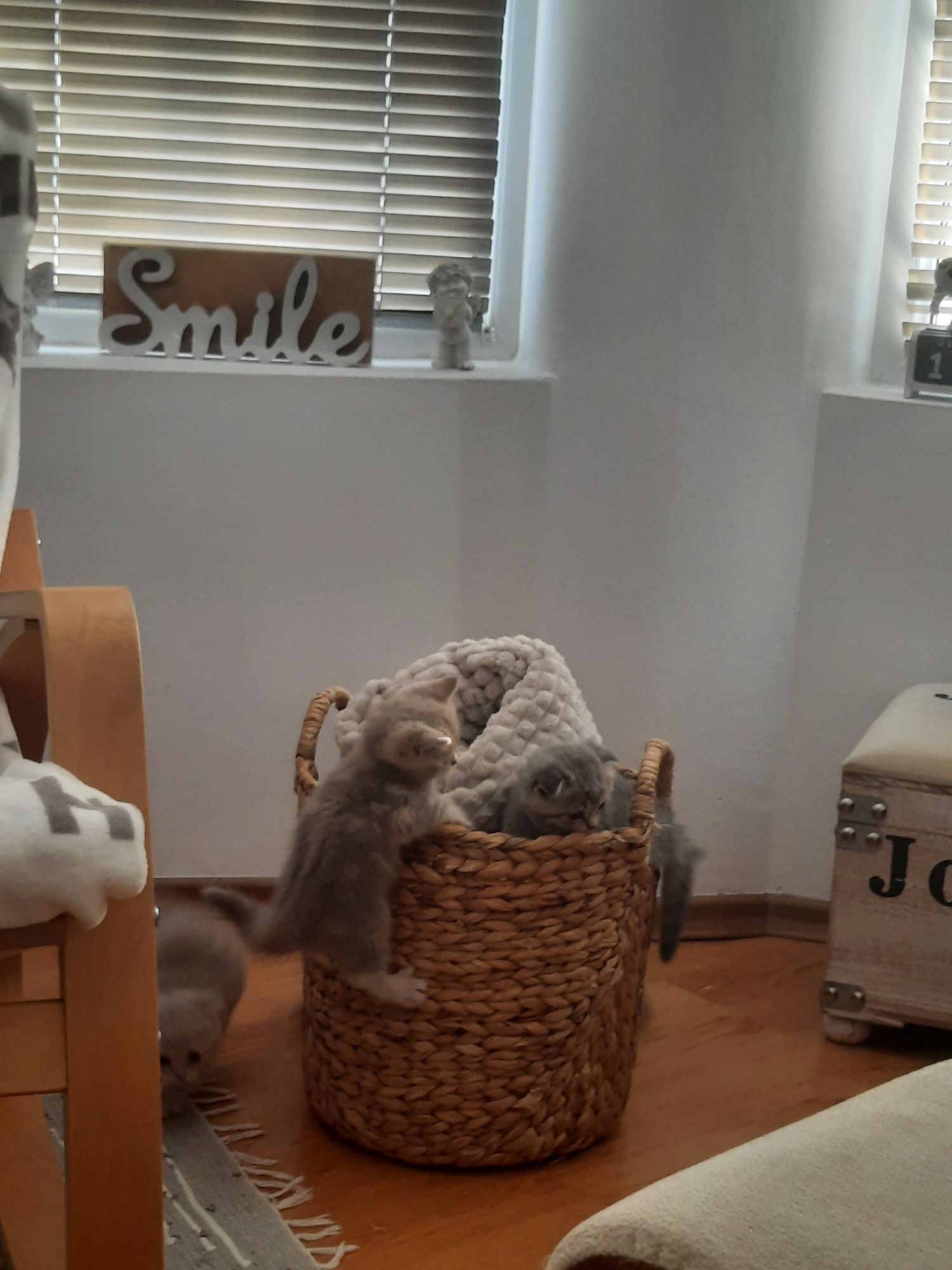 Британски котета